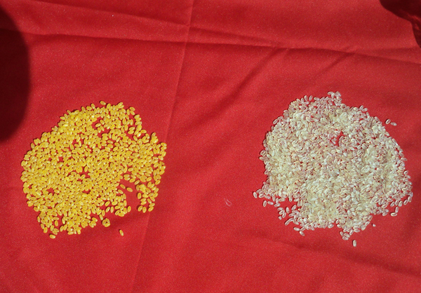 玉米黄金米人造大米